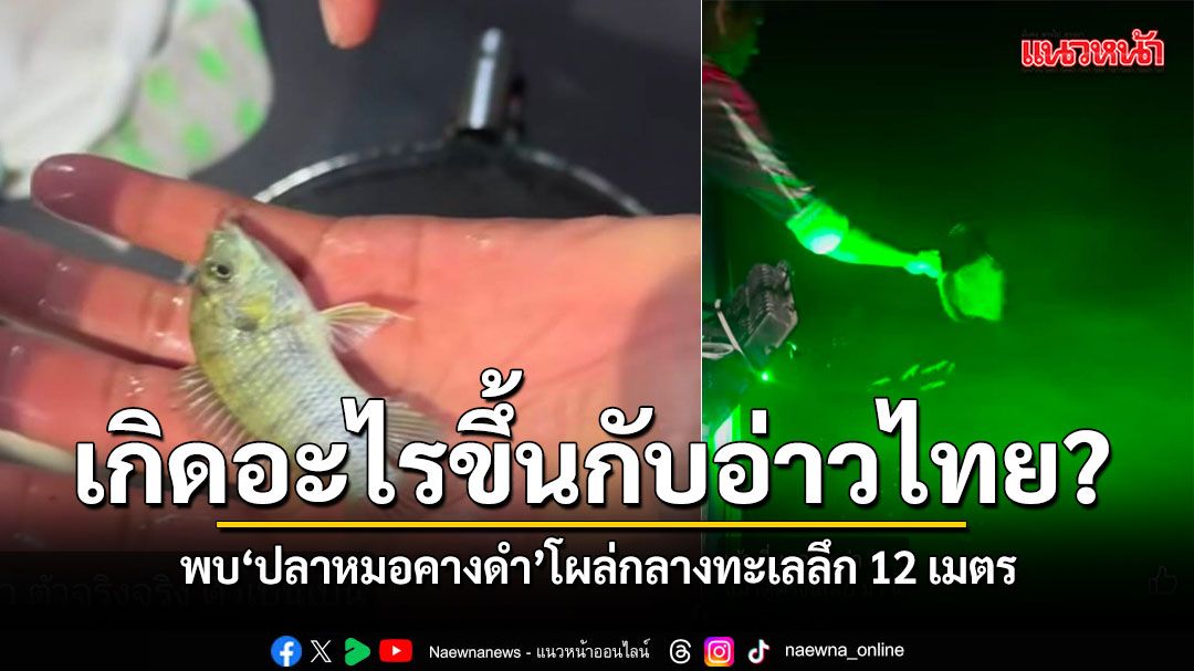 เกิดอะไรขึ้นกับอ่าวไทย? พบปลาหมอคางดำ โผล่กลางทะเลบางสะพาน ลึก 12 เมตร