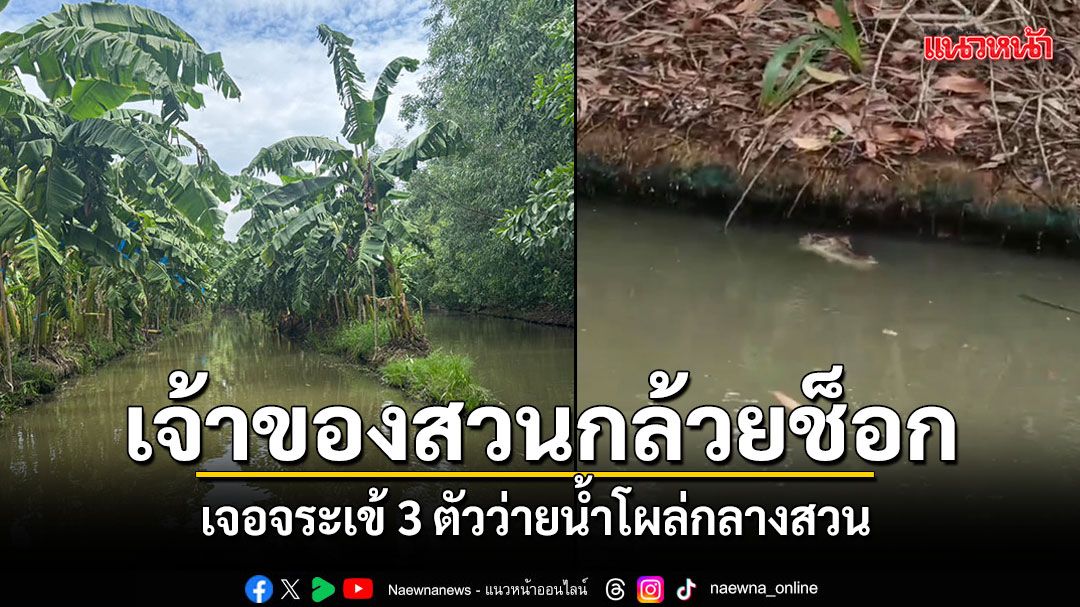 เจ้าของสวนกล้วยหอมช็อก เจอจระเข้โผล่ว่ายน้ำ 3 ตัว ประมงเร่งล่า-เช็กฟาร์มยันไม่ได้หลุด