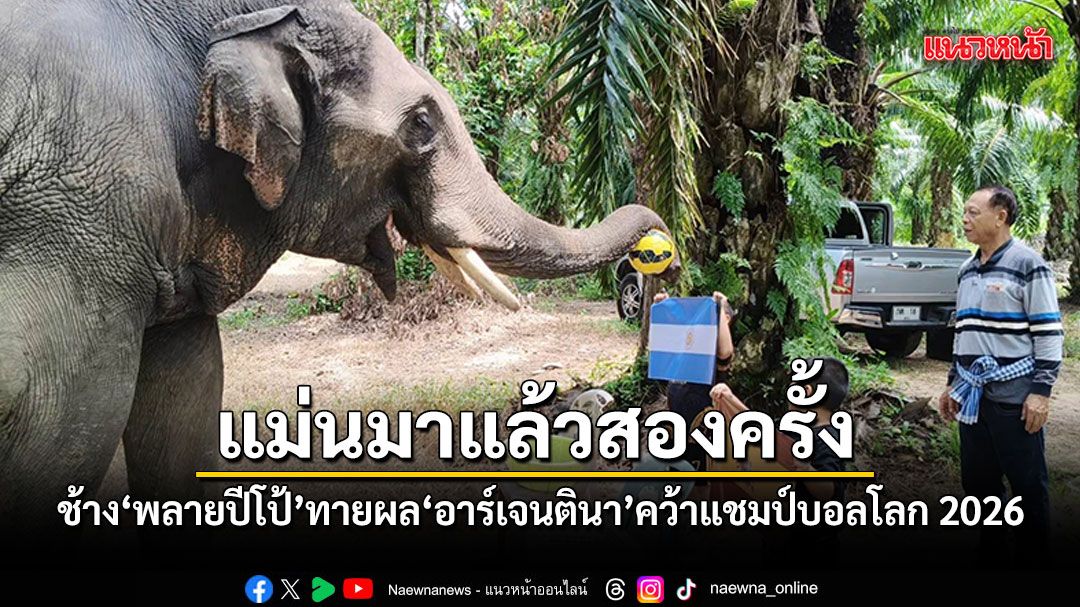 แม่นมาแล้วสองครั้ง ช้างแสนรู้ พลายปีโป้ ทายผลเลือก อาร์เจนติน่า คว้าแชมป์ฟุตบอลโลก 2026