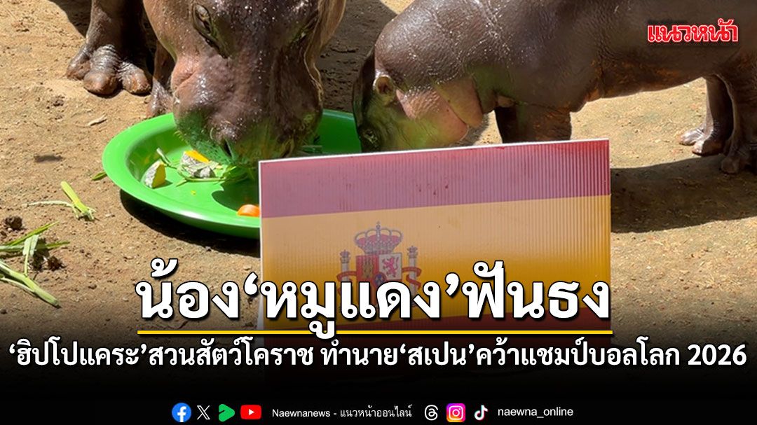 ฮิปโปแคระ หมูแดง สวนสัตว์เมืองย่าโม ฟันธง สเปน คว้าแชมป์บอลโลก 2026