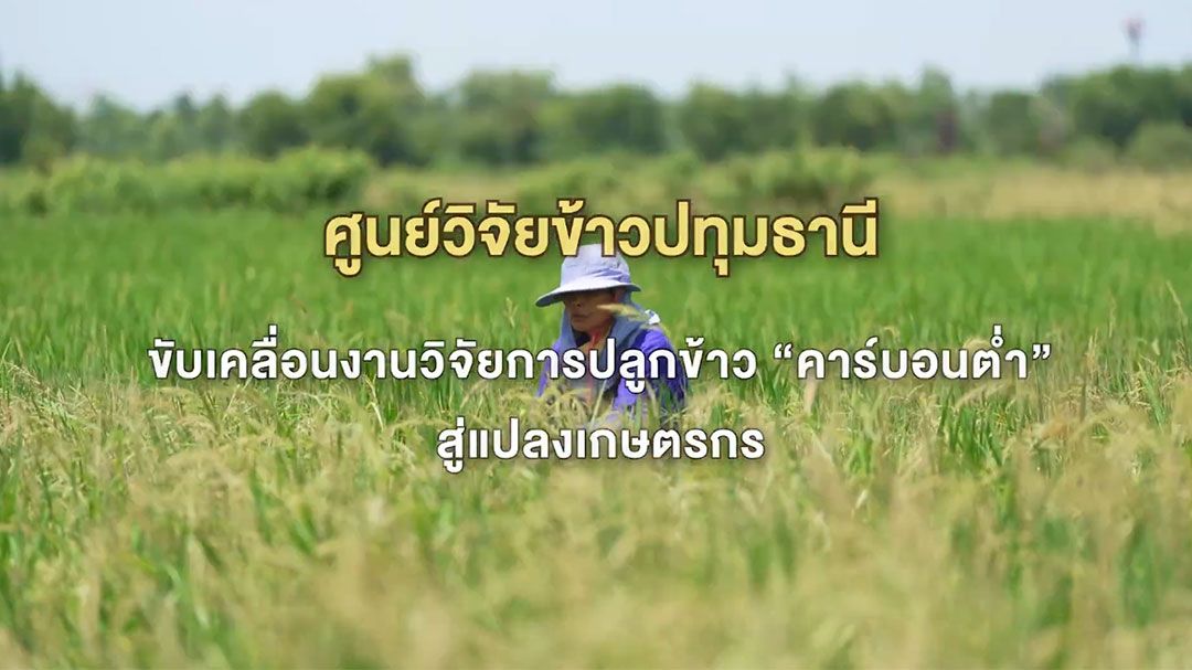 พลิกโฉมชาวนาไทย! ศูนย์วิจัยข้าวปทุมธานี เดินหน้าขับเคลื่อน 'ข้าวคาร์บอนต่ำ' จากห้องแล็บสู่ผืนนาจริง ตอบโจทย์โลกอนาคต