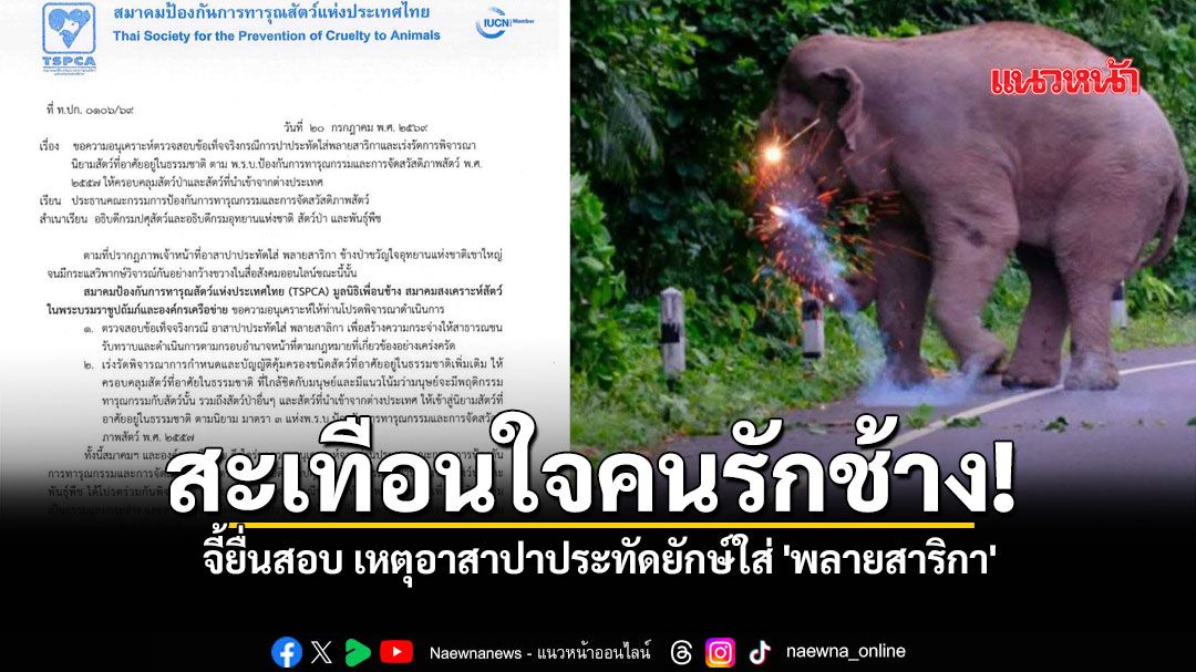 สะเทือนใจคนรักช้าง! จี้ยื่นสอบ เหตุอาสาปาประทัดยักษ์ใส่ \'พลายสาริกา\' ขวัญใจเขาใหญ่