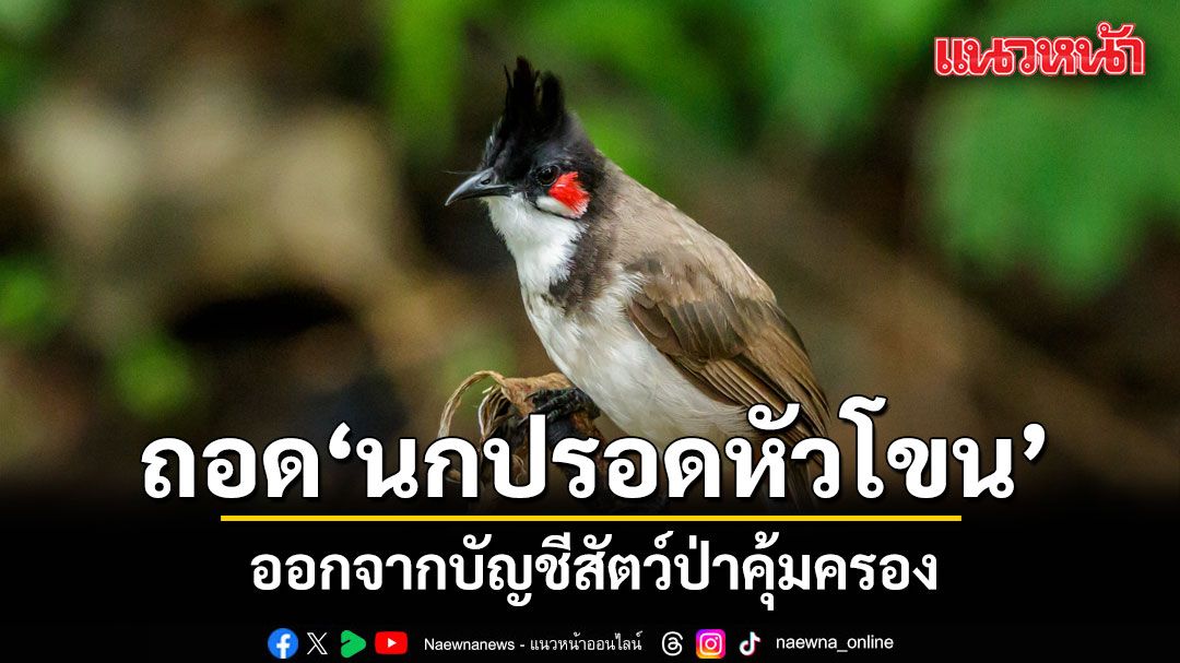 ครม.เห็นชอบ ถอด ‘นกปรอดหัวโขน’ ออกจากบัญชีสัตว์ป่าคุ้มครอง ส่งเสริมเพาะเป็นสัตว์เศรษฐกิจ