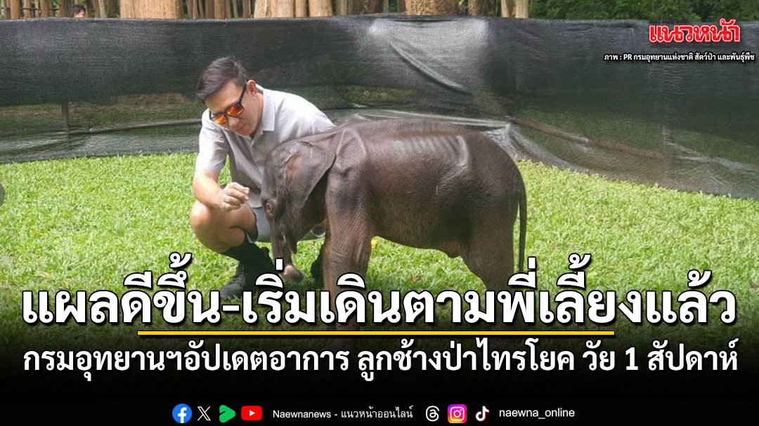กรมอุทยานฯ อัปเดตอาการ ลูกช้างป่าไทรโยค วัย 1 สัปดาห์ แผลดีขึ้น-เริ่มเดินตามพี่เลี้ยงแล้ว